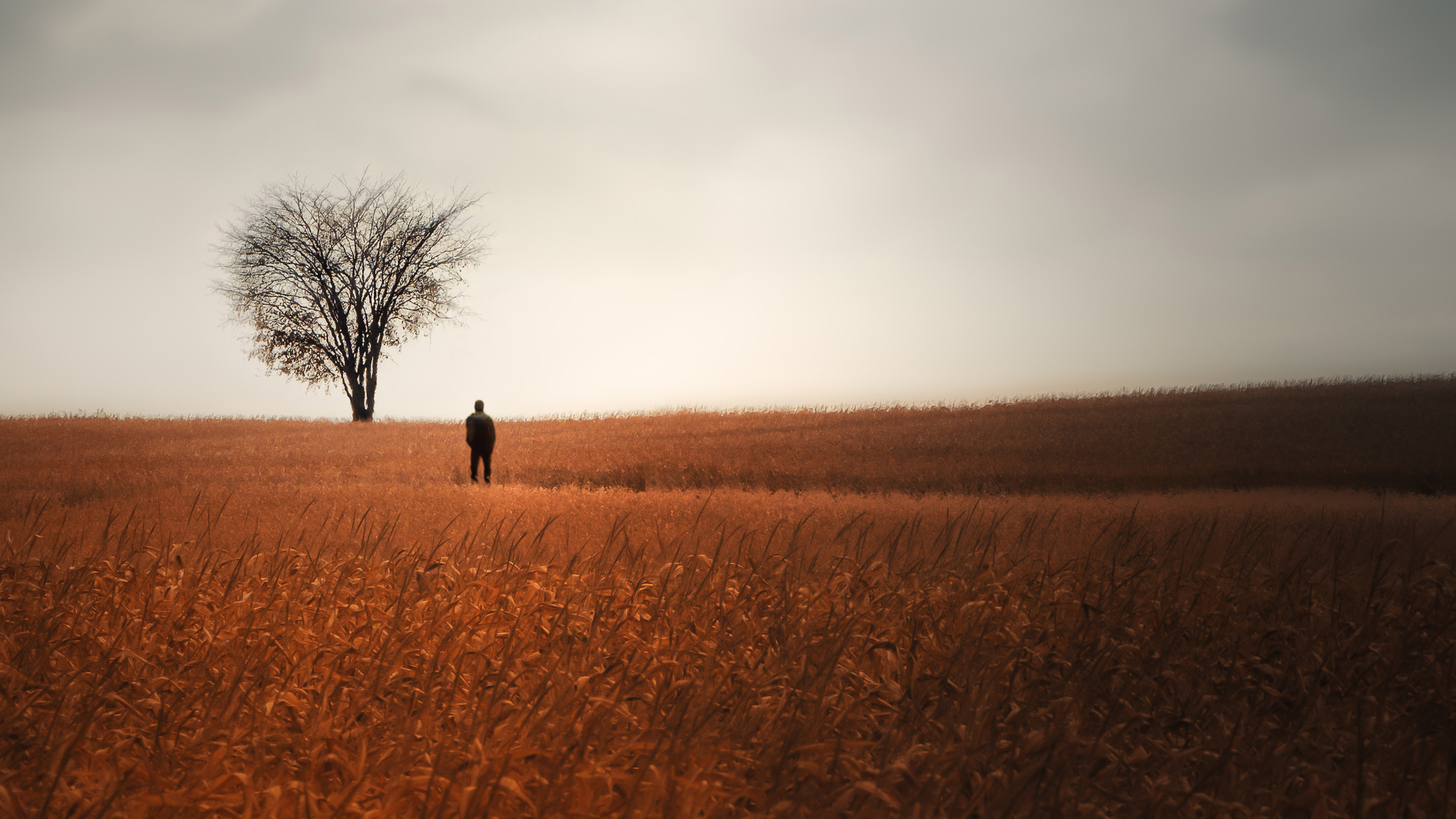 Person standing alone in a field of wheat