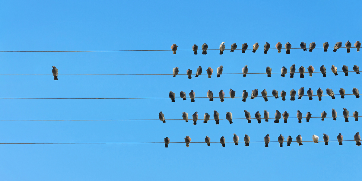 one bird standing on a phone line away from a larger group
