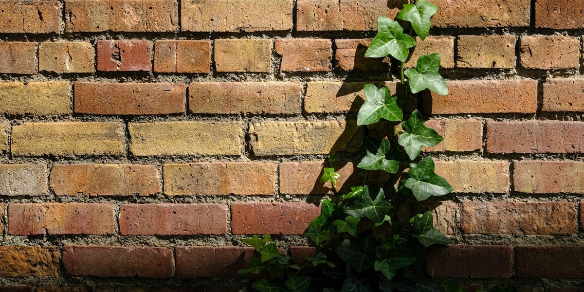 Brick Wall with Ivy