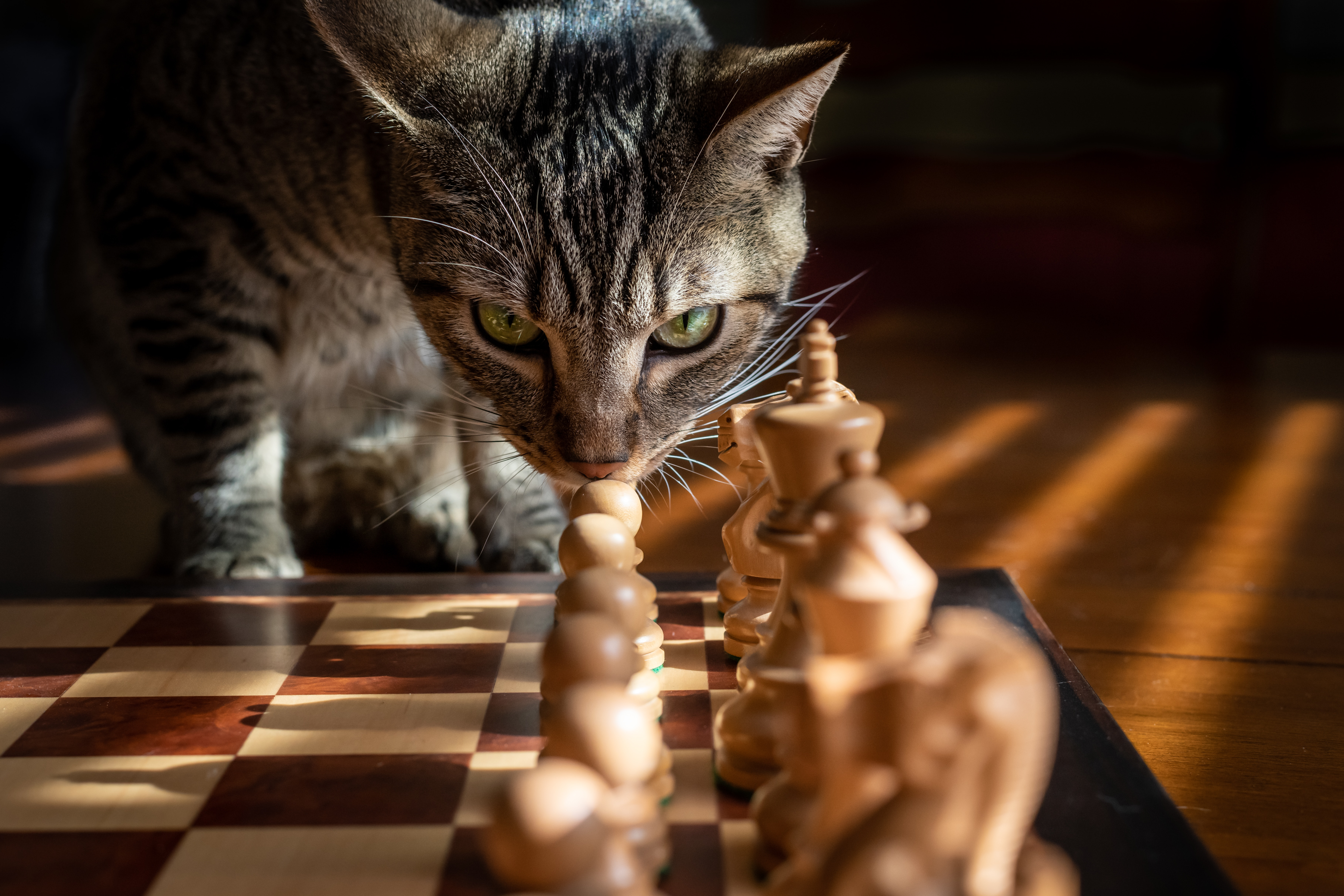 Chess board about to be attacked by a cat
