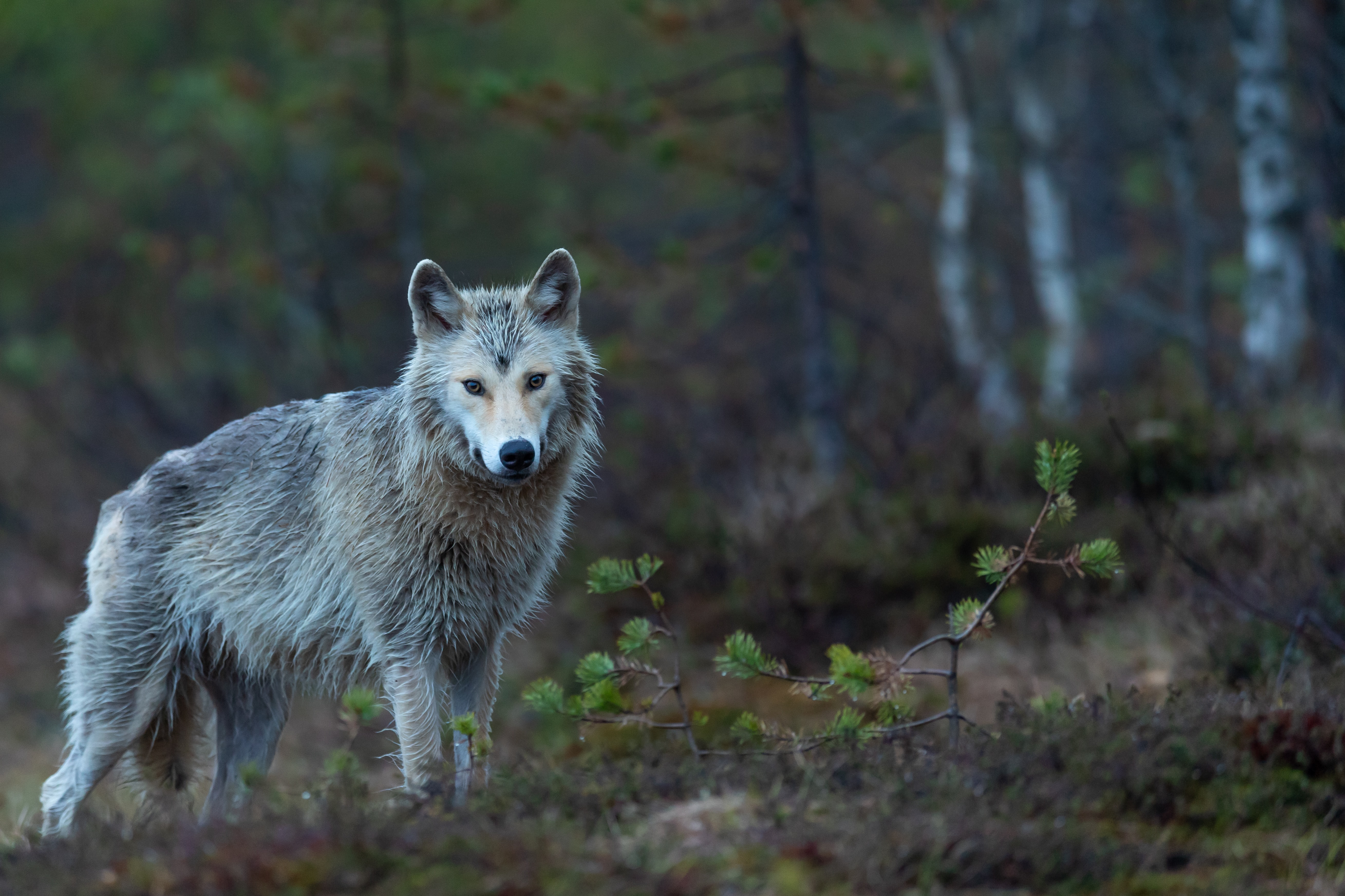 wolf in a forest