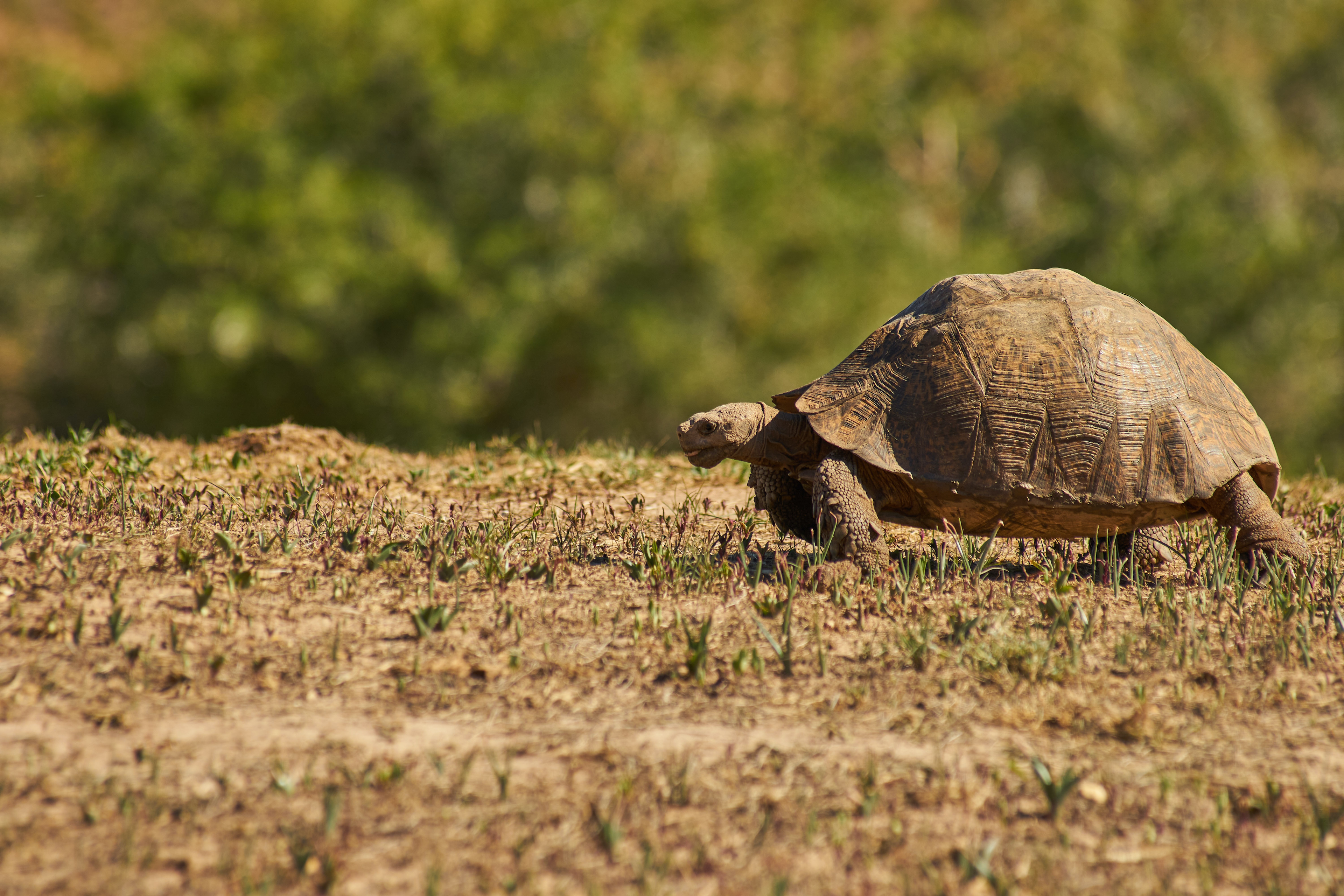 Slow journey of a tortoise