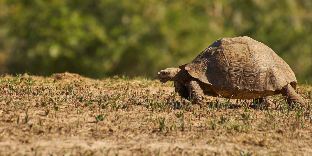 Slow journey of a tortoise